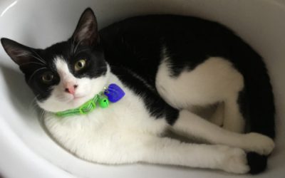 How animals shine a light on our shadow