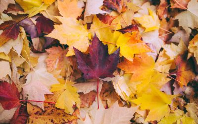 What leaf blowers can show us