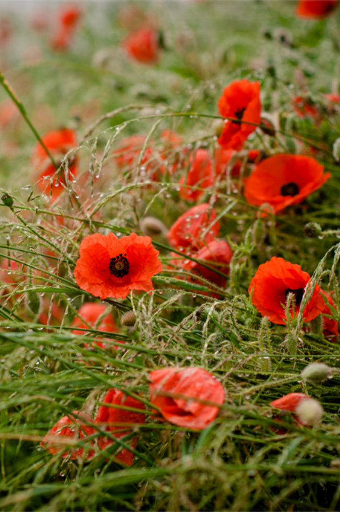 Poppies