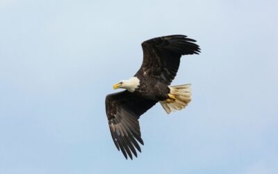 An eagle’s perspective